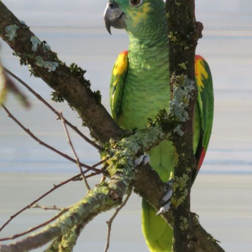 Couple reproducteur amazone à front bleu #2