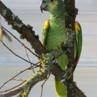 Couple reproducteur amazone à front bleu #2