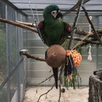 Couple ara sévère #1