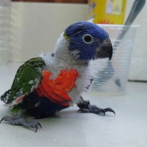 Loriquet arc-en-ciel #2