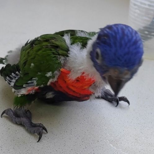 Loriquet arc-en-ciel