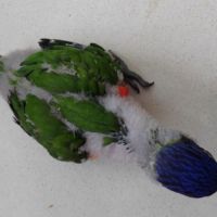 Loriquet arc-en-ciel #1