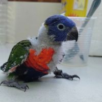 Loriquet arc-en-ciel #2