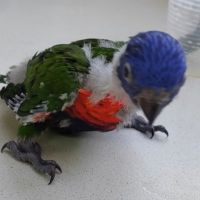 Loriquet arc-en-ciel