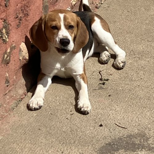 Jeune femelle beagle