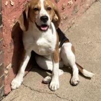 Jeune femelle beagle #1