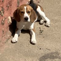 Jeune femelle beagle #2