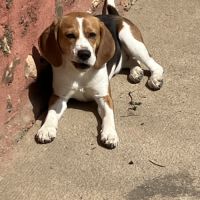 Jeune femelle beagle