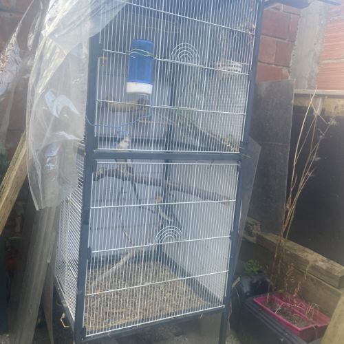 Couple calopsitte extérieur #1