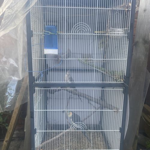 Couple calopsitte extérieur