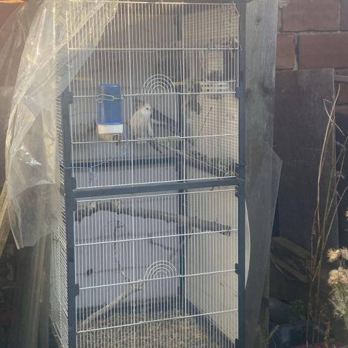 Couple calopsitte extérieur #3