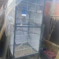 Couple calopsitte extérieur #1