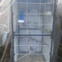 Couple calopsitte extérieur