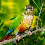 Recherche conure eam ou bébé