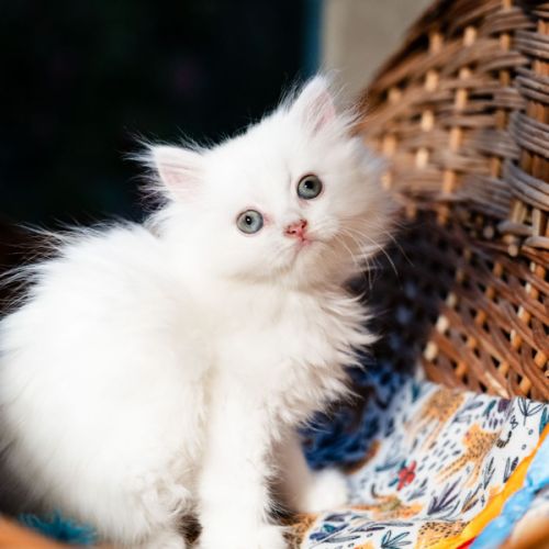 Chatons persans hyper proches et câlins #0