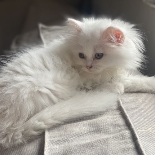 Chatons persans hyper proches et câlins #3