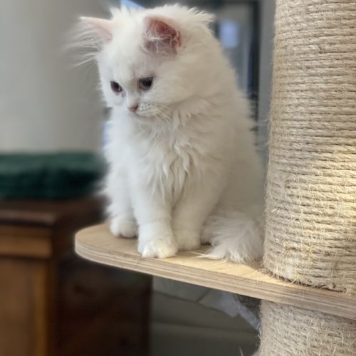 Chatons persans hyper proches et câlins #6