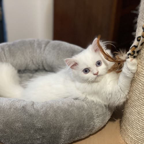 Chatons persans hyper proches et câlins #7