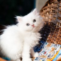 Chatons persans hyper proches et câlins