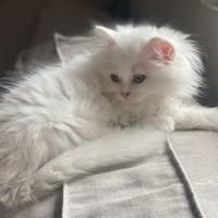 Chatons persans hyper proches et câlins #3