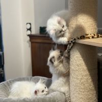 Chatons persans hyper proches et câlins #5