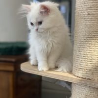 Chatons persans hyper proches et câlins #6