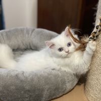 Chatons persans hyper proches et câlins #7