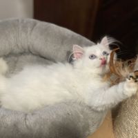 Chatons persans hyper proches et câlins #8