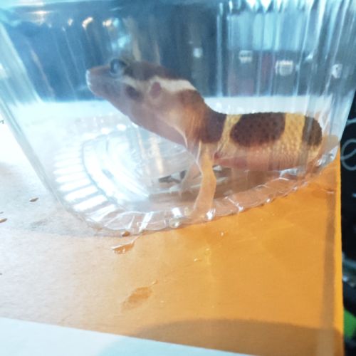 Geckos léopard juvénile #2