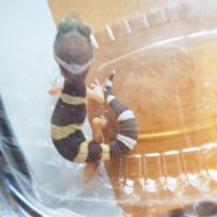 Geckos léopard juvénile