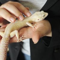Geckos léopard adulte mâle