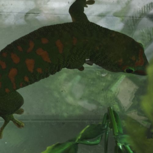 Geckos phelsuma grandis #0