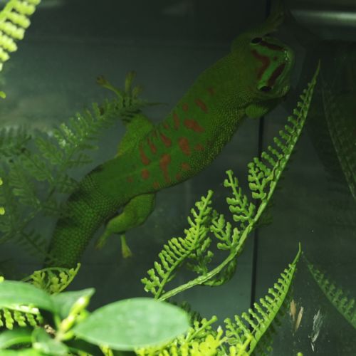 Geckos phelsuma grandis #2