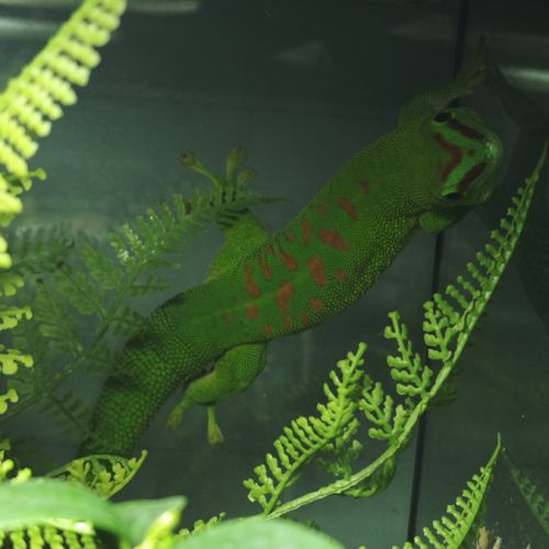 Geckos phelsuma grandis #3