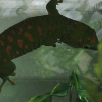 Geckos phelsuma grandis