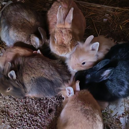 À vendre lapin nain #0