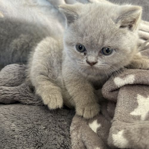 Magnifiques british shorthair