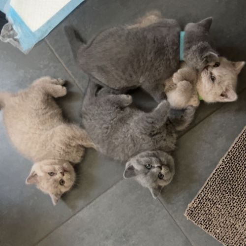 Magnifiques british shorthair #2