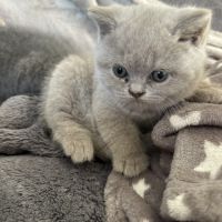 Magnifiques british shorthair