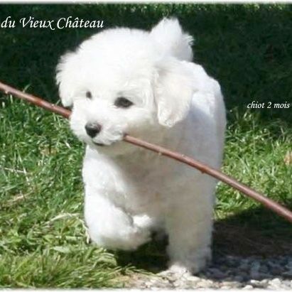 Chiot bichon frisé femelle disponible #0