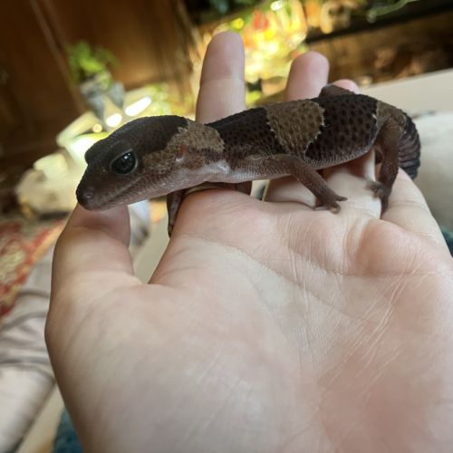 Gecko a queue grasse #1