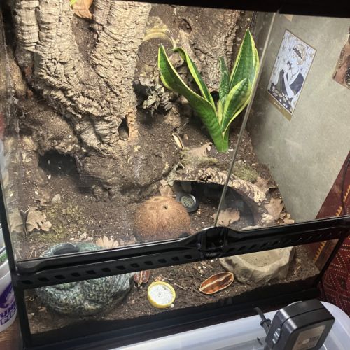 Gecko a queue grasse #2