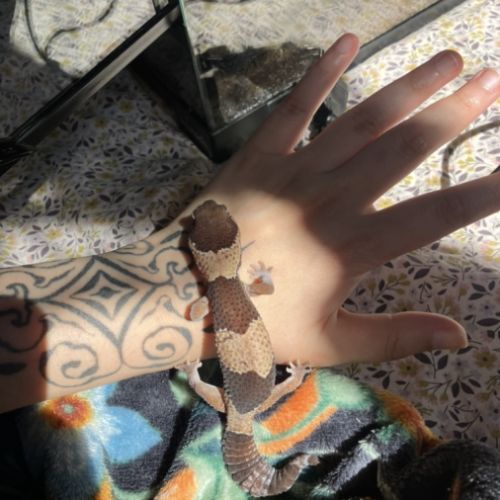 Gecko a queue grasse #0