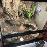 Gecko a queue grasse #2