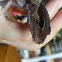 Gecko a queue grasse #3