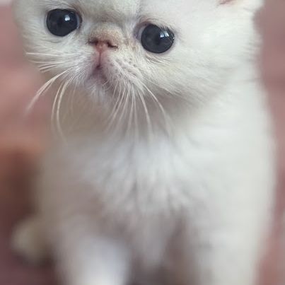 Exotic shorthair #1