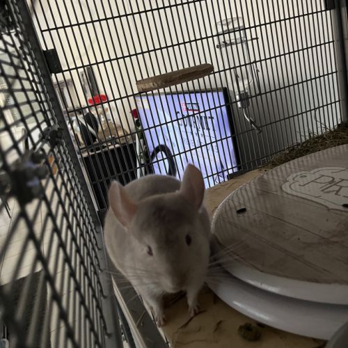 Bébé chinchilla gris #0