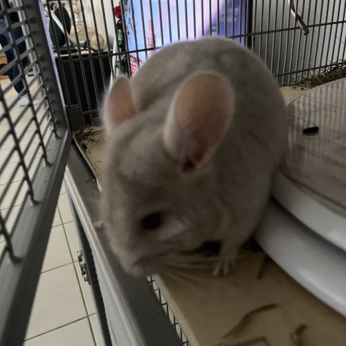 Bébé chinchilla gris #2
