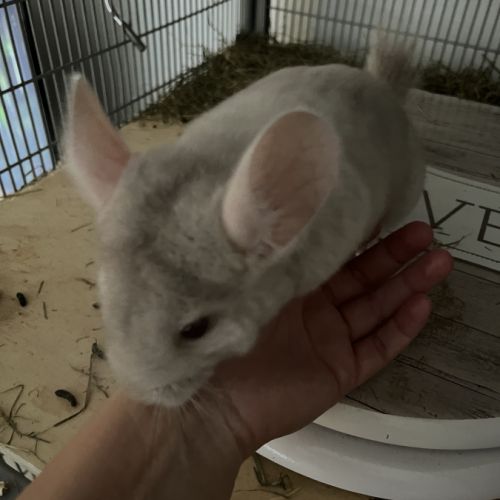 Bébé chinchilla gris #3