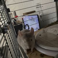 Bébé chinchilla gris